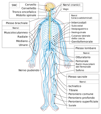 Nervous_system_diagram-it.svg